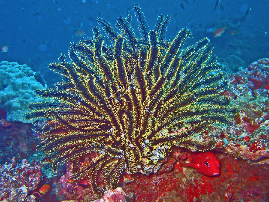  Comaster schlegelii (Schlegel's Feather Star, Black & Gold Feather Star)